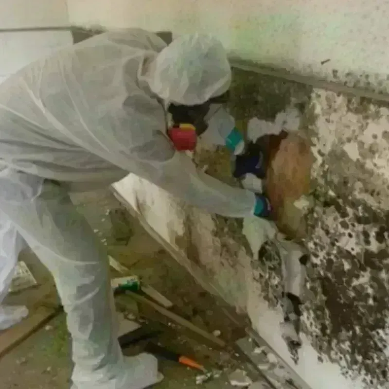 Mold Remediation and Removal in East Lake, FL